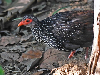 Ceylon Spurfowl