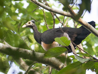 Maleo bird at Tambun