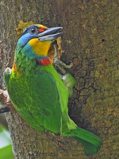 Taiwan Barbet in Pingtung county