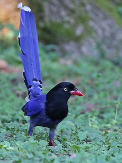Taiwan Blue Magpie at Huisun