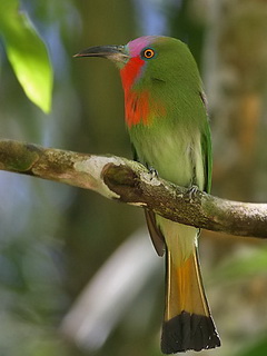 Red-bearded Bee-eater in Thailand