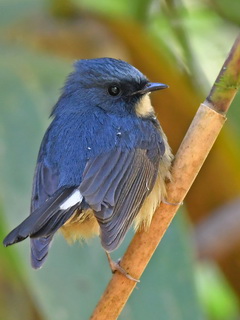 Slaty-blue Flycatcher on Doi Lang