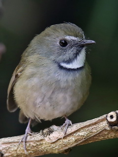 White-gorgeted
            Flycatcher, Doi Lang