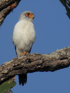 Doi Inthanon White-rumped Falcon