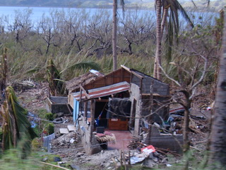 mangroves on Leyte