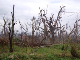 roadside woodlot on
Leyte