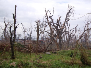 roadside woodlot on
            Leyte