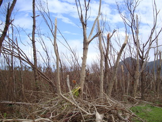 destroyed woodlot Leyte