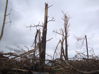 wrecked woodlot Leyte