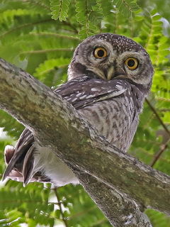 Spotted Owlet birding Thailand