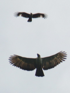 http://www.birding2asia.com/tours/reports/photosPhilFeb11/B2A_PhilippineEagle4_SDW.jpg