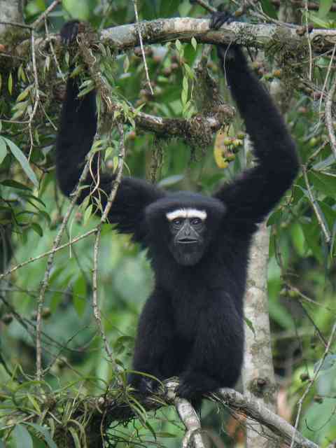 Western Hoolock Gibbon photo by Stijn De Win