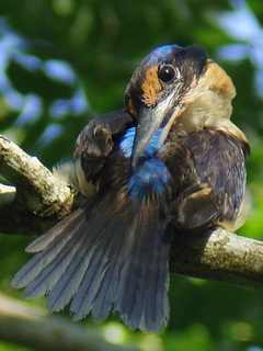 Rufous-lored Kingfisher