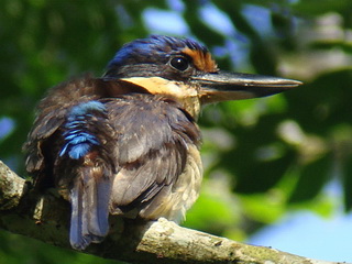 Rufous-lored Kingfisher