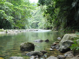 Silvery Kingfisher habitat