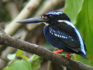 Silvery Kingfisher Bohol