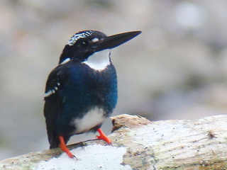 Silvery Kingfisher Zamboanga