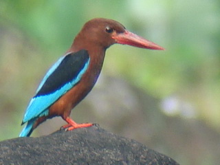 White-throated Kingfisher