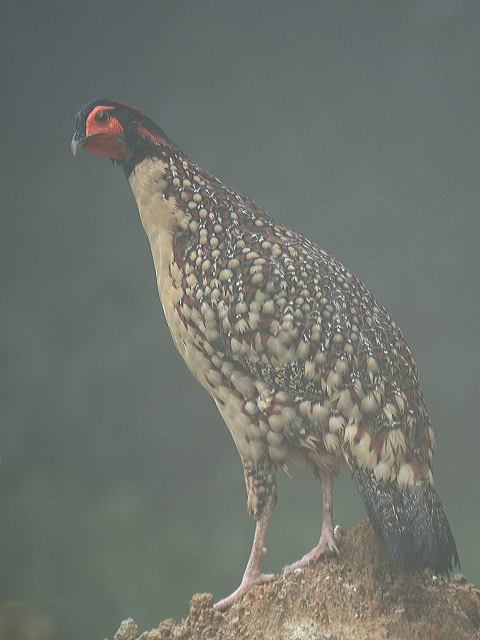 Cabot's Tragopan / Birding2asia