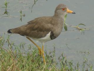 Grey-headed Lapwing / Birding2asia