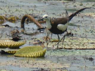 Pheasant-tailed Jacana / Birding2asia