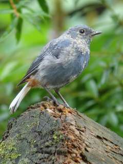 Plumbeous Water Redstart / Birding2asia