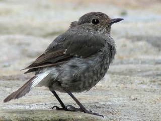 Plumbeous Water Redstart / Birding2asia