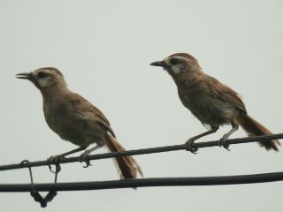 White-browed Laughingthrush / Birding2asia