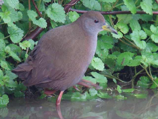 Brown Crake / Birding2asia