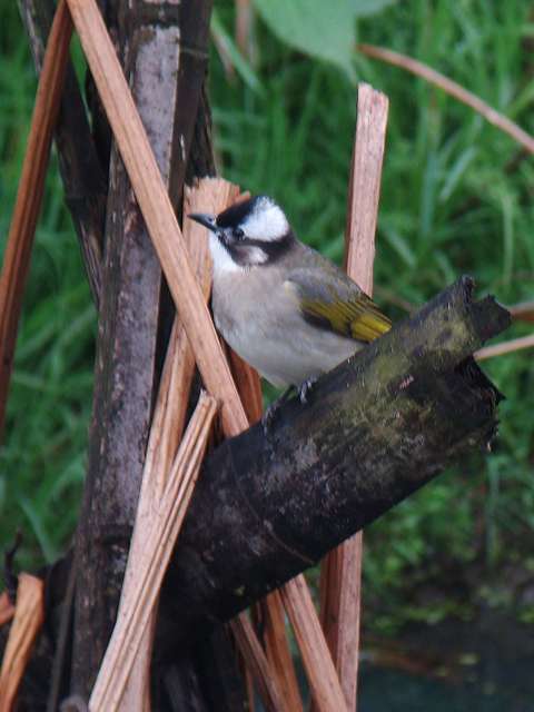 Chinese Bulbul / Birding2asia