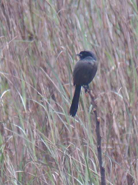 'Dusky' Shrike / Birding2asia