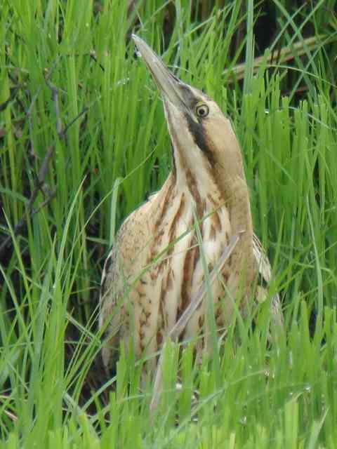 Great Bittern / Birding2asia