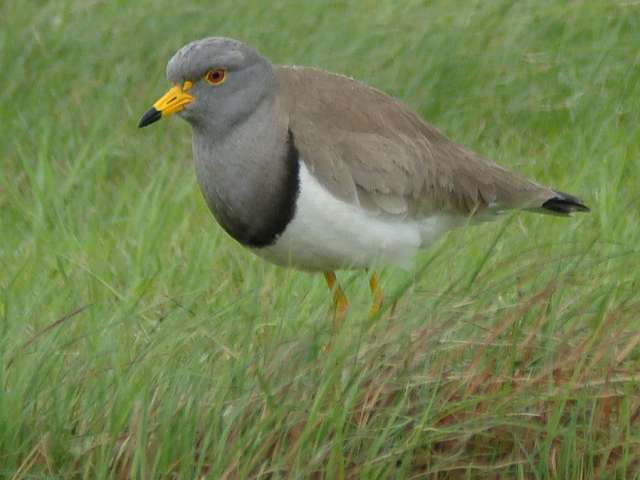 Grey-headed Lapwing / Birding2asia