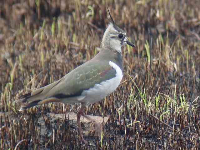 Northern Lapwing / Birding2asia