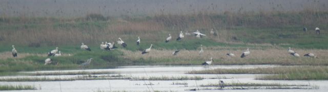 Oriental Storks / Birding2asia