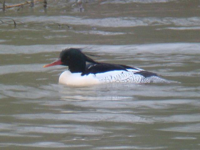 Scaly-sided Merganser / Birding2asia