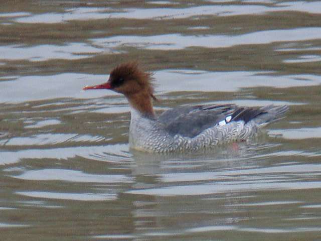 Scaly-sided Merganser / Birding2asia