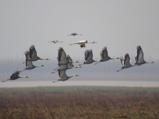 Siberian Crane / Birding2asia