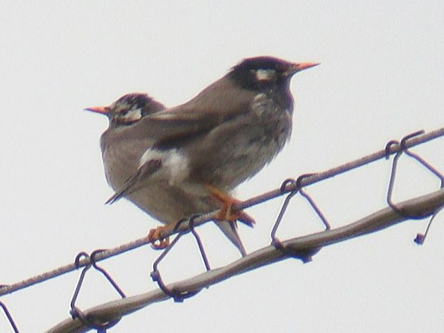 White-cheeked Starling / Birding2asia