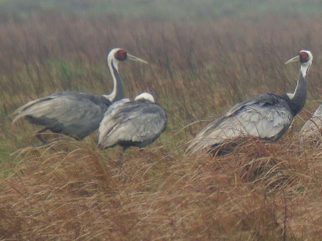 White-naped Crane / Birding2asia