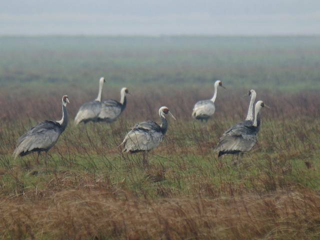 White-naped Crane / Birding2asia