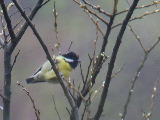 Yellow-bellied Tit / Birding2asia