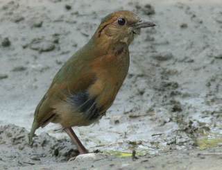 Blue-naped Pitta