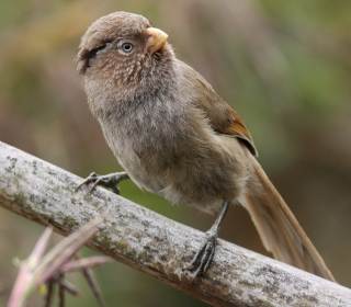 Brown Parrotbill