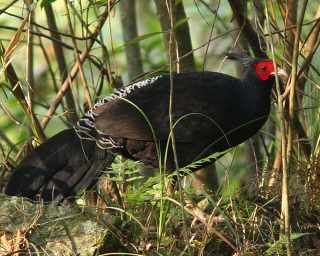 Kalij Pheasant