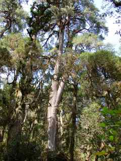 Forest at Langtang trekking