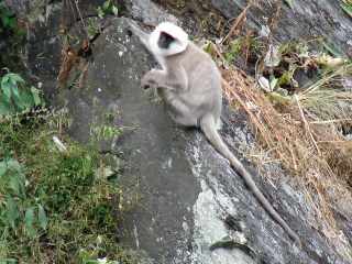 Hanuman Langur