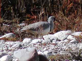 Ibisbill