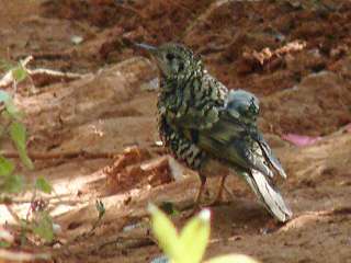 Scaly Thrush