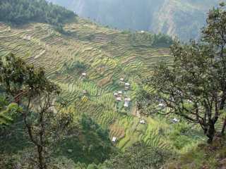 Terraces on the Langtang trek